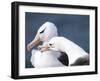 Black-Browed Albatross Greeting Courtship Display. Falkland Islands-Martin Zwick-Framed Photographic Print