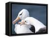 Black-Browed Albatross Greeting Courtship Display. Falkland Islands-Martin Zwick-Framed Stretched Canvas