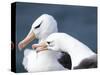 Black-Browed Albatross Greeting Courtship Display. Falkland Islands-Martin Zwick-Stretched Canvas