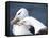 Black-Browed Albatross Greeting Courtship Display. Falkland Islands-Martin Zwick-Framed Stretched Canvas