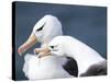 Black-Browed Albatross Greeting Courtship Display. Falkland Islands-Martin Zwick-Stretched Canvas