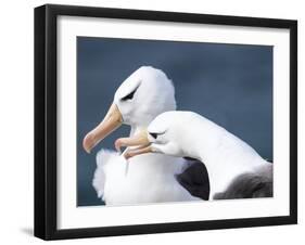 Black-Browed Albatross Greeting Courtship Display. Falkland Islands-Martin Zwick-Framed Premium Photographic Print