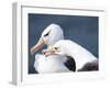 Black-Browed Albatross Greeting Courtship Display. Falkland Islands-Martin Zwick-Framed Premium Photographic Print