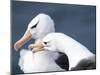 Black-Browed Albatross Greeting Courtship Display. Falkland Islands-Martin Zwick-Mounted Premium Photographic Print