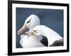 Black-Browed Albatross Greeting Courtship Display. Falkland Islands-Martin Zwick-Framed Photographic Print