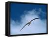 Black-browed Albatross in Flight, Falkland Islands-Charles Sleicher-Framed Stretched Canvas