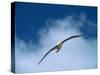 Black-browed Albatross in Flight, Falkland Islands-Charles Sleicher-Stretched Canvas