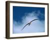 Black-browed Albatross in Flight, Falkland Islands-Charles Sleicher-Framed Photographic Print