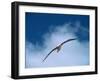 Black-browed Albatross in Flight, Falkland Islands-Charles Sleicher-Framed Photographic Print