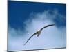 Black-browed Albatross in Flight, Falkland Islands-Charles Sleicher-Mounted Photographic Print