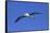 Black-Browed Albatross in Flight-DLILLC-Framed Stretched Canvas