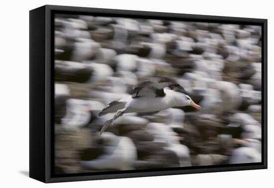 Black-Browed Albatross in Flight-DLILLC-Framed Stretched Canvas