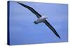 Black-Browed Albatross in Flight-DLILLC-Stretched Canvas