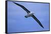 Black-Browed Albatross in Flight-DLILLC-Framed Stretched Canvas