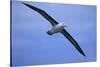Black-Browed Albatross in Flight-DLILLC-Stretched Canvas