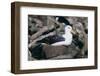 Black-Browed Albatross in Flight-DLILLC-Framed Photographic Print