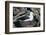 Black-Browed Albatross in Flight-DLILLC-Framed Photographic Print