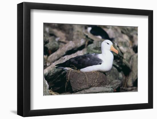 Black-Browed Albatross in Flight-DLILLC-Framed Photographic Print