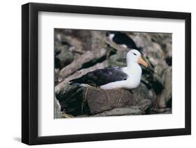 Black-Browed Albatross in Flight-DLILLC-Framed Photographic Print