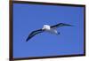 Black-Browed Albatross in Flight-DLILLC-Framed Photographic Print