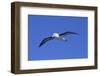 Black-Browed Albatross in Flight-DLILLC-Framed Photographic Print