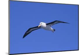 Black-Browed Albatross in Flight-DLILLC-Mounted Photographic Print