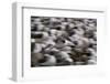 Black-Browed Albatross in Flight-DLILLC-Framed Photographic Print