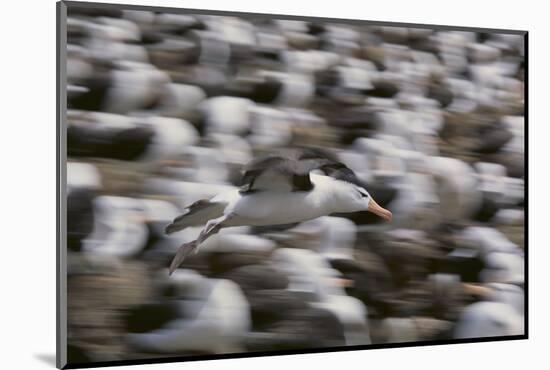 Black-Browed Albatross in Flight-DLILLC-Mounted Photographic Print