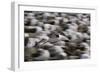 Black-Browed Albatross in Flight-DLILLC-Framed Photographic Print