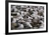 Black-Browed Albatross in Flight-DLILLC-Framed Photographic Print