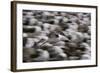 Black-Browed Albatross in Flight-DLILLC-Framed Photographic Print