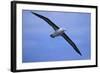 Black-Browed Albatross in Flight-DLILLC-Framed Photographic Print