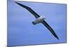 Black-Browed Albatross in Flight-DLILLC-Mounted Photographic Print