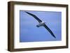 Black-Browed Albatross in Flight-DLILLC-Framed Photographic Print