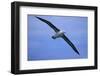 Black-Browed Albatross in Flight-DLILLC-Framed Photographic Print