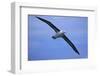 Black-Browed Albatross in Flight-DLILLC-Framed Photographic Print