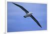 Black-Browed Albatross in Flight-DLILLC-Framed Photographic Print