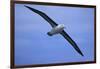 Black-Browed Albatross in Flight-DLILLC-Framed Photographic Print