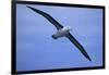 Black-Browed Albatross in Flight-DLILLC-Framed Photographic Print