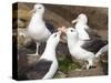 Black-browed Albatross mating ritual. Falkland Islands-Martin Zwick-Stretched Canvas
