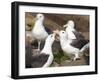 Black-browed Albatross mating ritual. Falkland Islands-Martin Zwick-Framed Premium Photographic Print