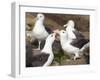 Black-browed Albatross mating ritual. Falkland Islands-Martin Zwick-Framed Premium Photographic Print