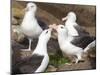 Black-browed Albatross mating ritual. Falkland Islands-Martin Zwick-Mounted Premium Photographic Print