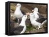 Black-browed Albatross mating ritual. Falkland Islands-Martin Zwick-Framed Stretched Canvas