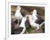 Black-browed Albatross mating ritual. Falkland Islands-Martin Zwick-Framed Photographic Print