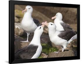 Black-browed Albatross mating ritual. Falkland Islands-Martin Zwick-Framed Photographic Print