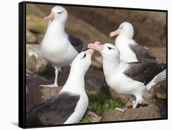 Black-browed Albatross mating ritual. Falkland Islands-Martin Zwick-Framed Stretched Canvas