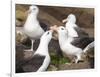 Black-browed Albatross mating ritual. Falkland Islands-Martin Zwick-Framed Photographic Print