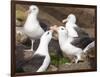 Black-browed Albatross mating ritual. Falkland Islands-Martin Zwick-Framed Photographic Print