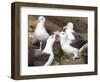 Black-browed Albatross mating ritual. Falkland Islands-Martin Zwick-Framed Photographic Print